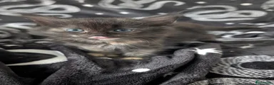 Maine Coon 6