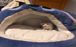 American Shorthair cats for sale: American shorthair x Turkish van kittens  - Image 18