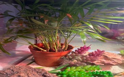 Gecko reptiles for sale: Female leopard gecko and enclosure  - Image 4