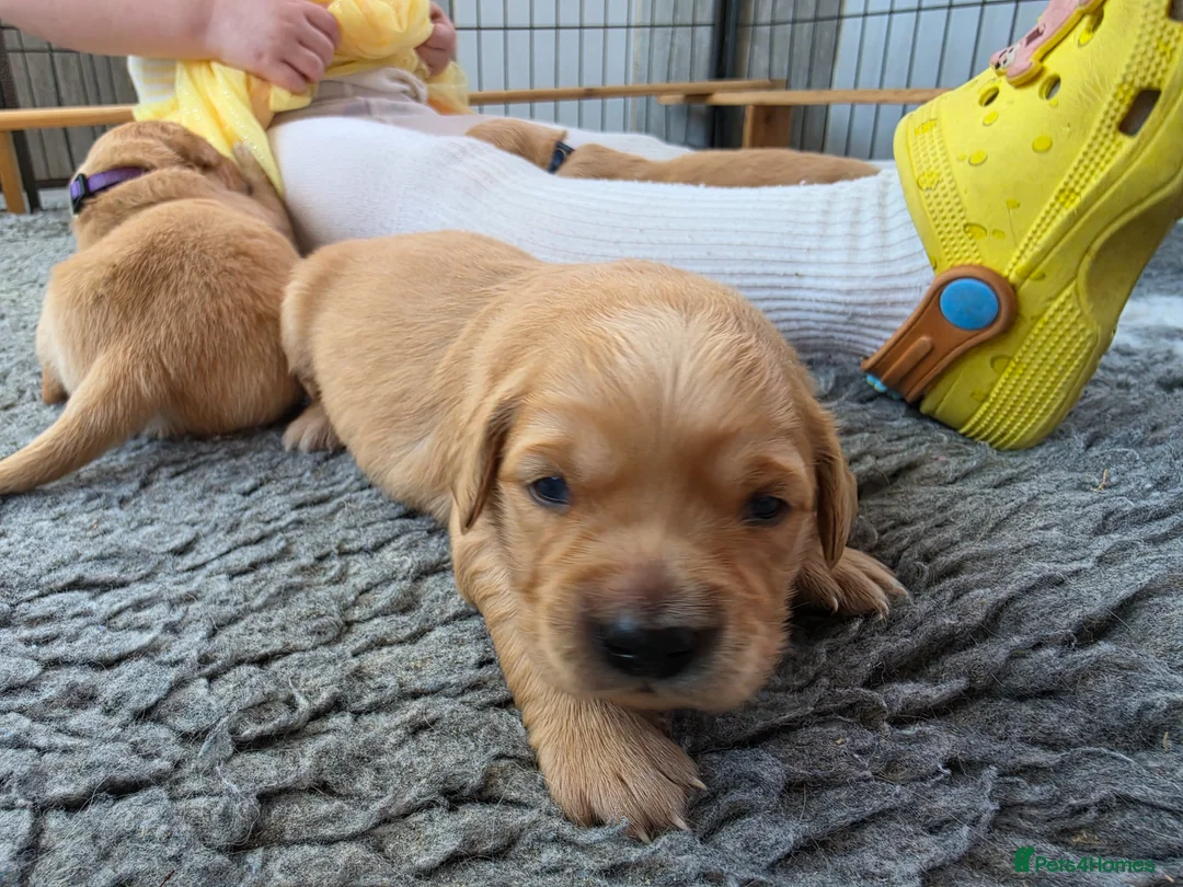 Golden Retriever dogs for sale: KC Puppies cream & gold - Advert 2