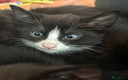 Mixed Breed cats for sale: Cheeky kittens - Image 2