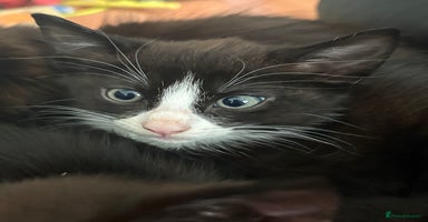 Mixed Breed cats - Advert 3