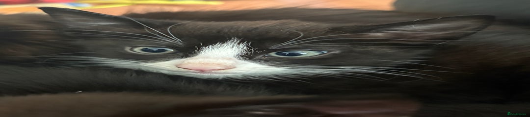 Mixed Breed Kitten 5