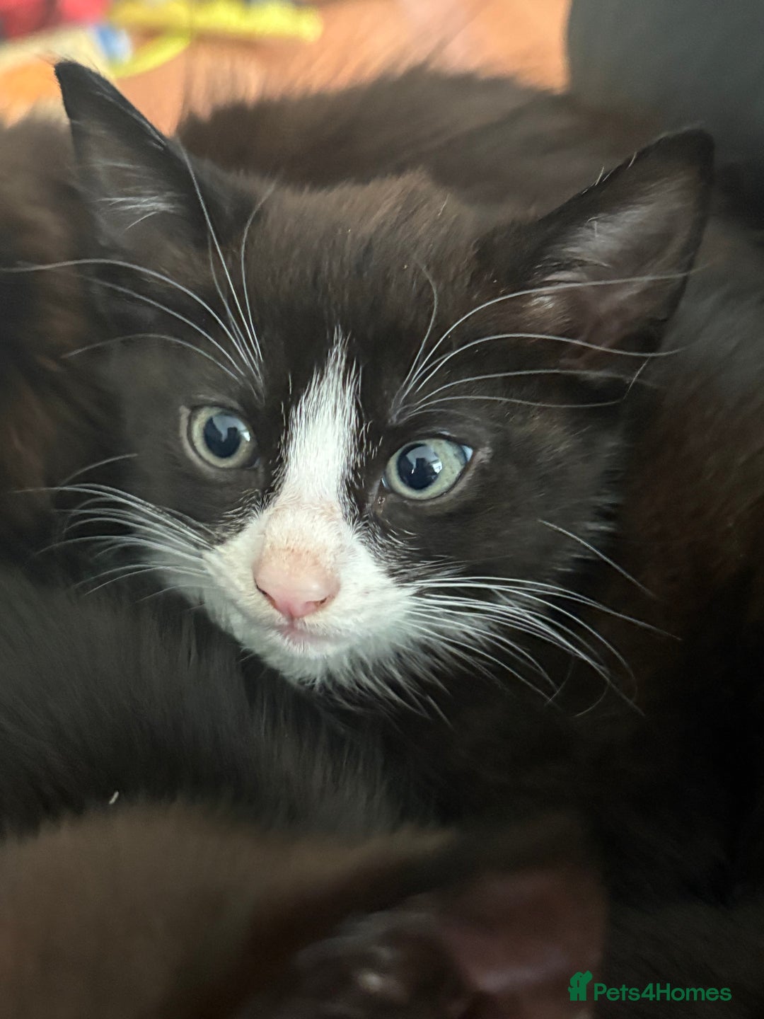 Mixed Breed cats for sale: Cheeky kittens - Image 2