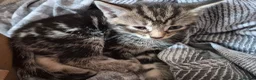Mixed Breed cats for sale: 2 tabby kittens ready now - Advert 3