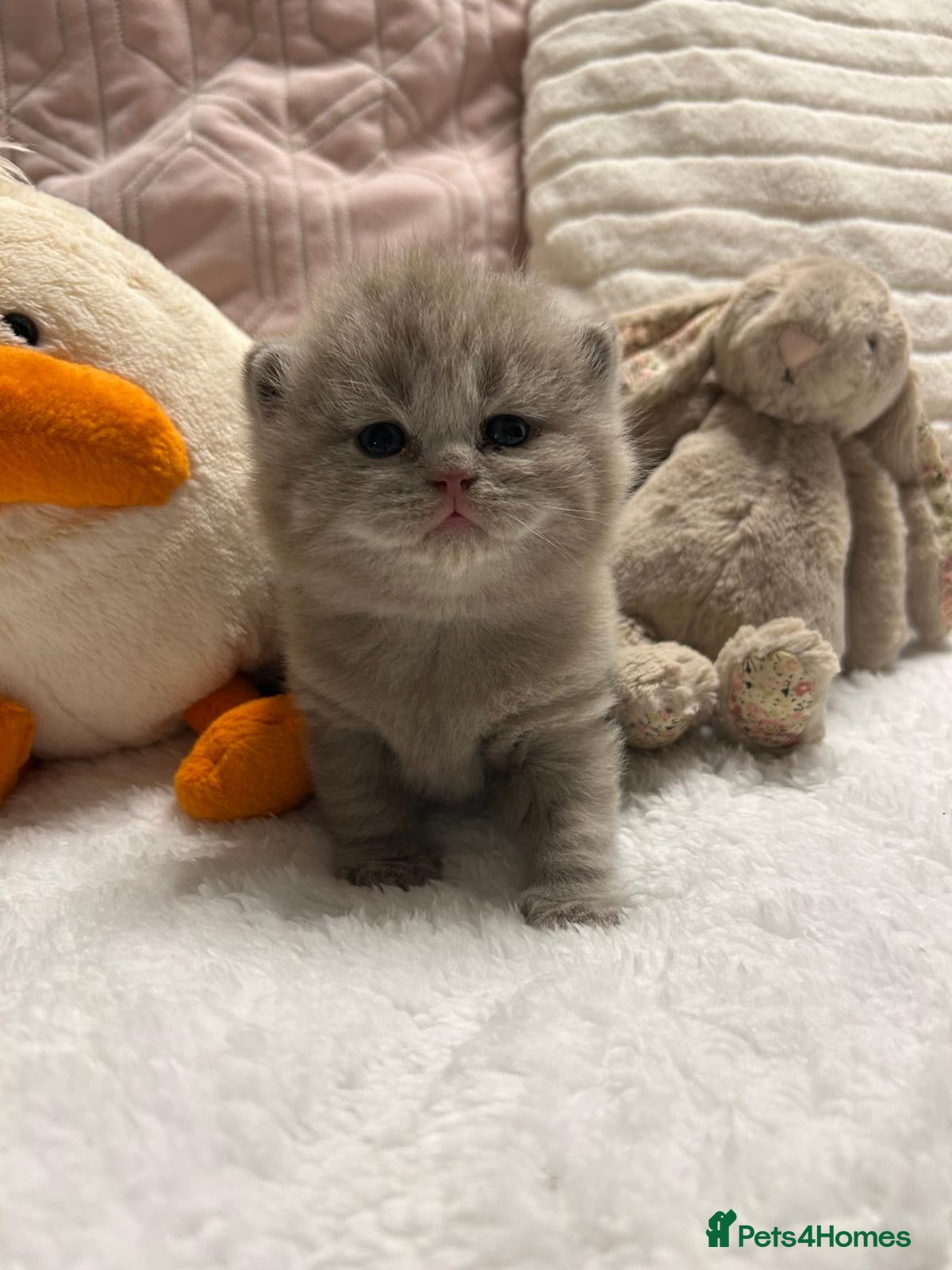 British Shorthair cats GCCF BRITISH SHORTHAIR KITTENS - Advert 16