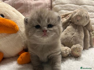 British Shorthair cats GCCF BRITISH SHORTHAIR KITTENS - Advert 16