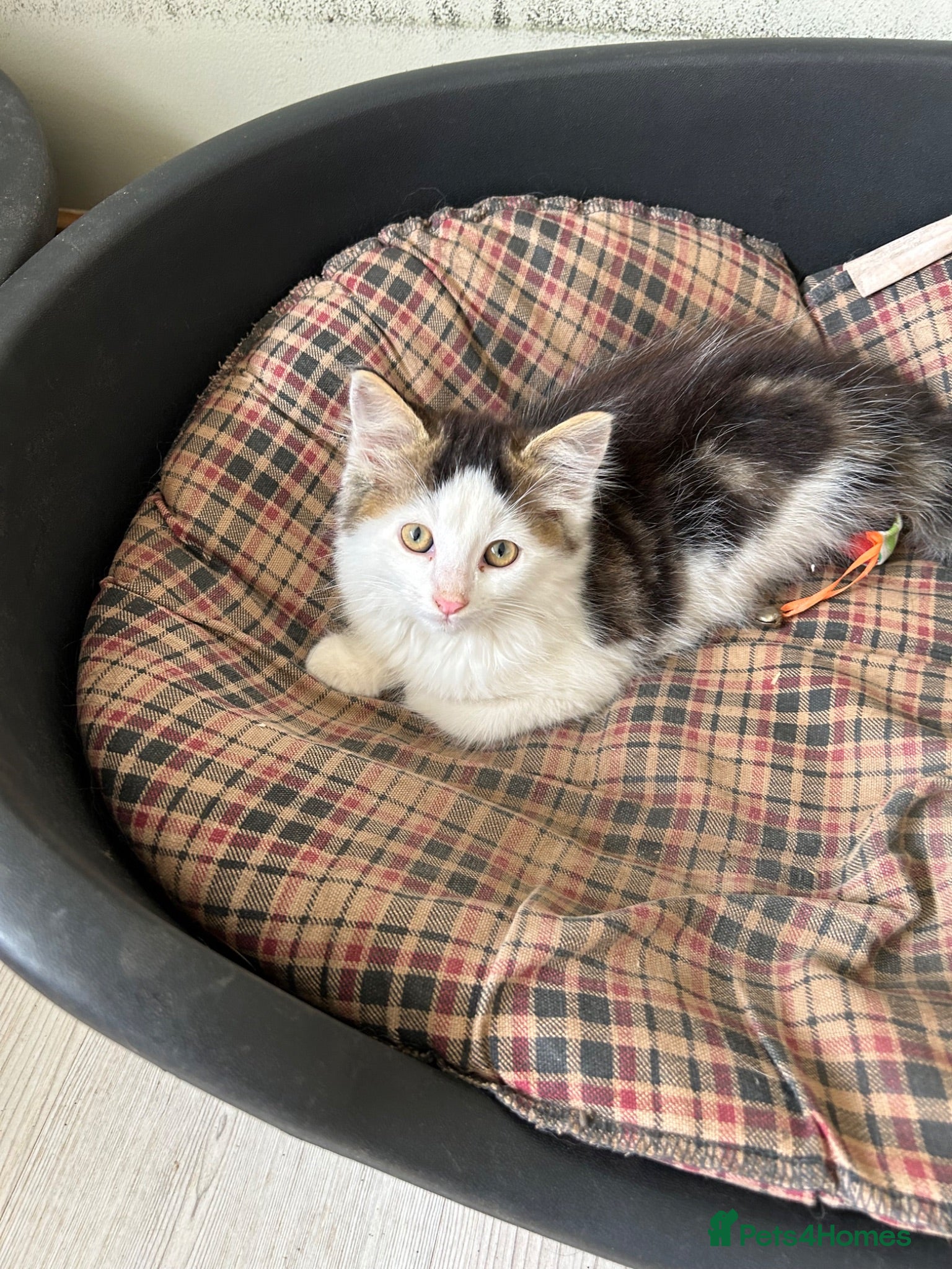 Mixed Breed cats Kittens for Sale, ready now. - Advert 6