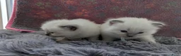 Ragdoll cats for sale: 2 Chunky Fluffy Purebred Ragdolls - Advert 12
