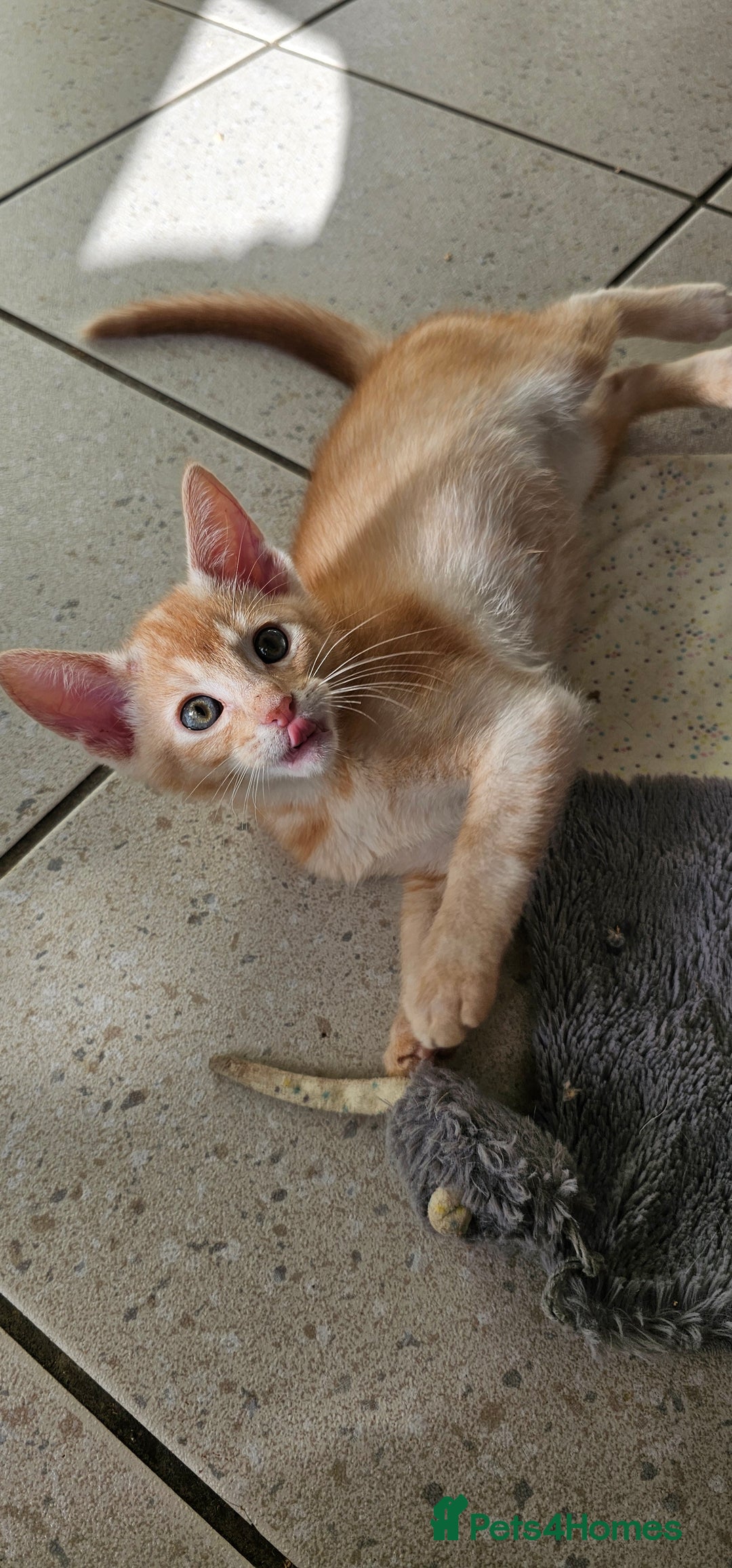 Abyssinian cats for sale: All kittens reserved, thank you 😻 - Image 38
