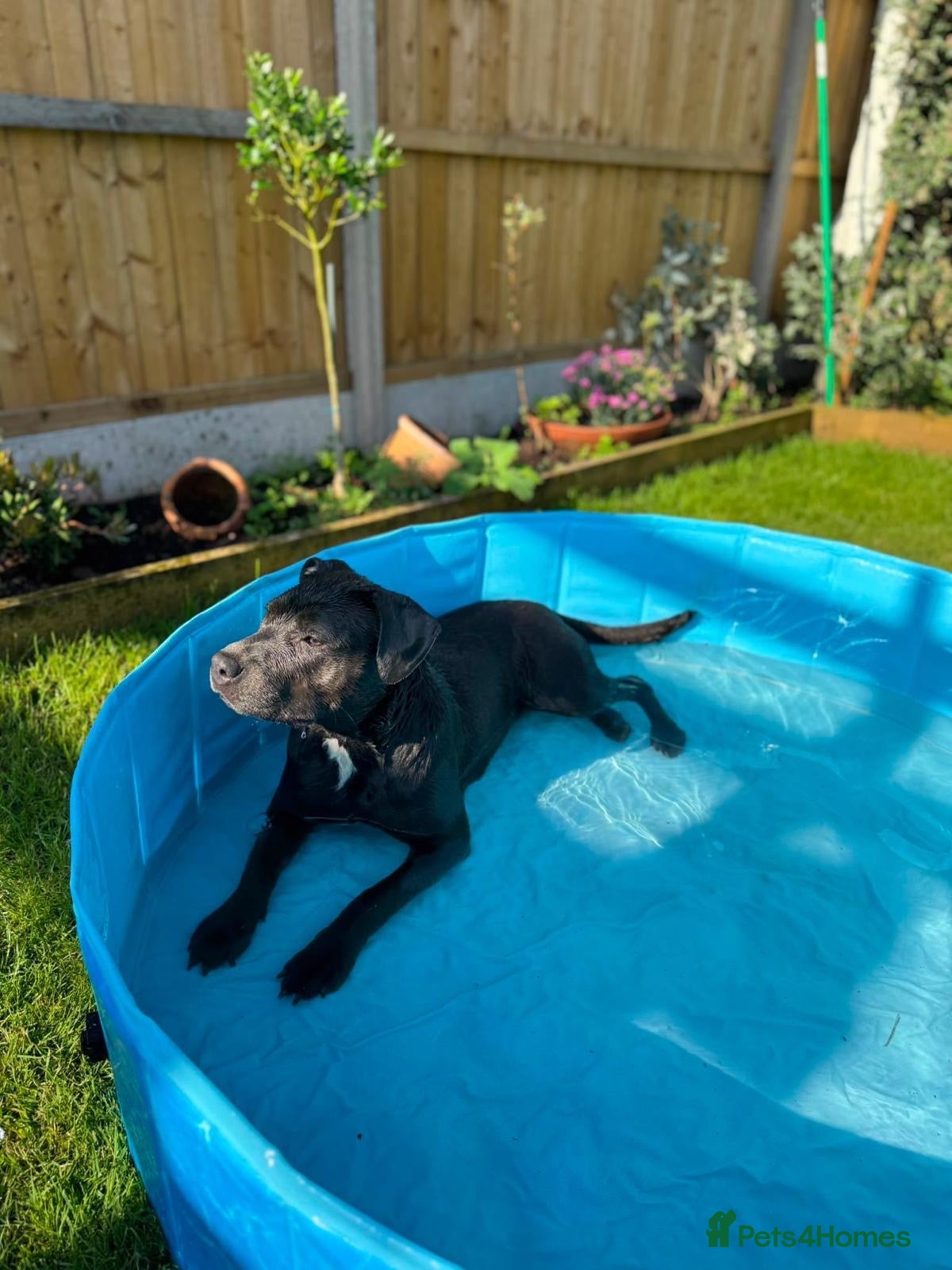 Staffordshire Bull Terrier dogs Kc reg female blue Staffordshire bull terrier  - Advert 1