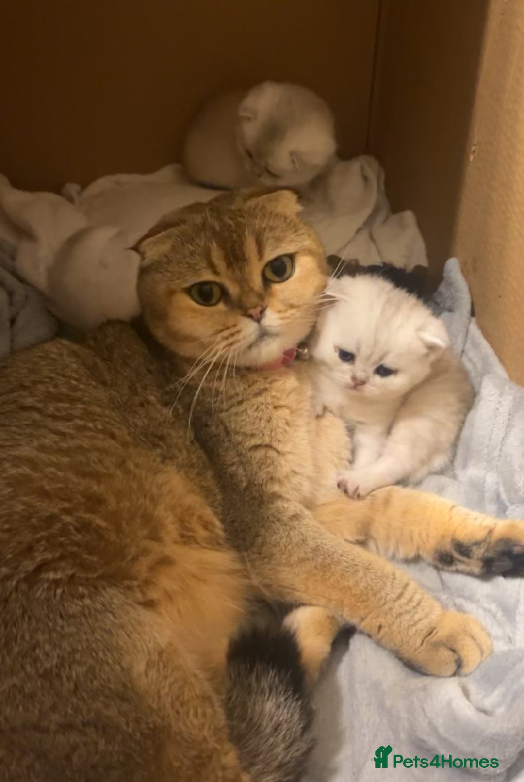 Scottish Fold cats for sale: Adorable Blue-Eyed Scottish Fold Kittens - Advert 12