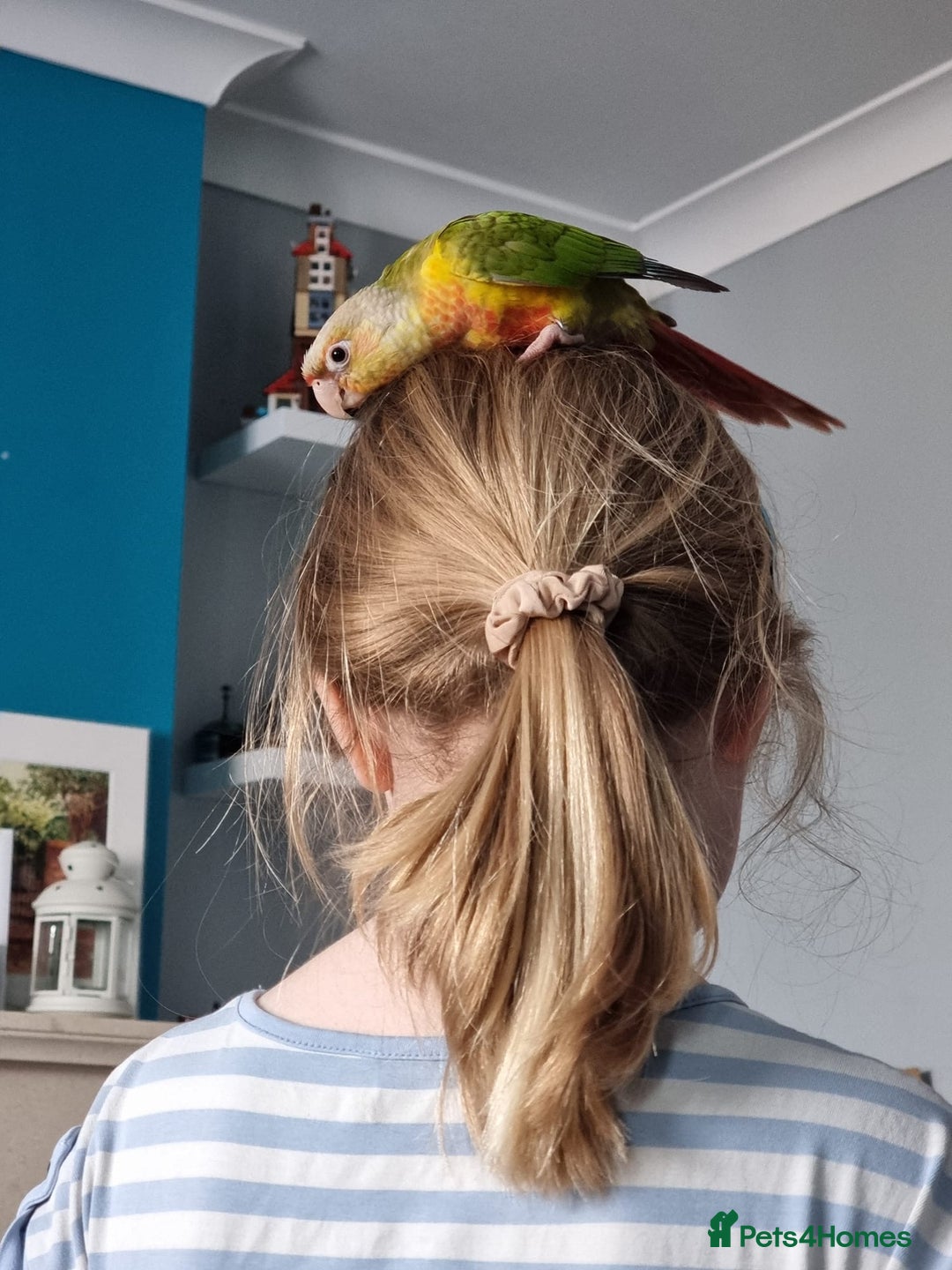 Conures birds for sale: 1 year old pineapple conure - Advert 4
