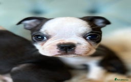Boston Terrier dogs for sale: Top show quality KC registered Boston pups  - Image 3