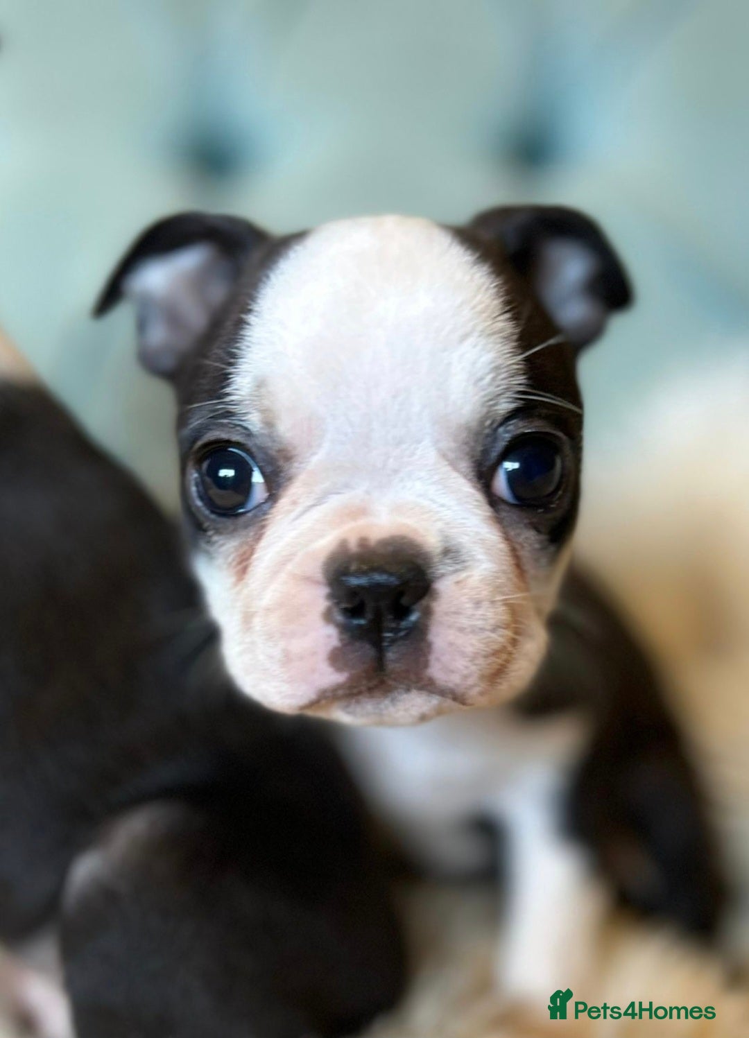 Boston Terrier dogs for sale: Top show quality KC registered Boston pups  - Image 3