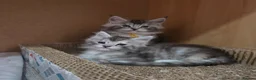 Maine Coon cats for sale: Outstanding Quality Tica shaded line kittens - Advert 11