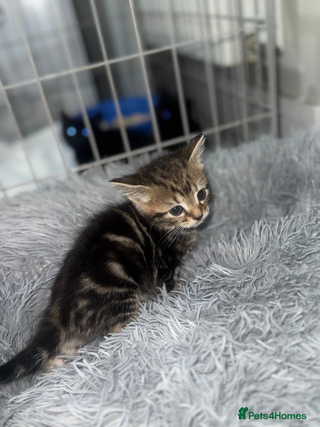 Mixed Breed cats for sale: 5 beautiful kittens for sale  - Advert 7