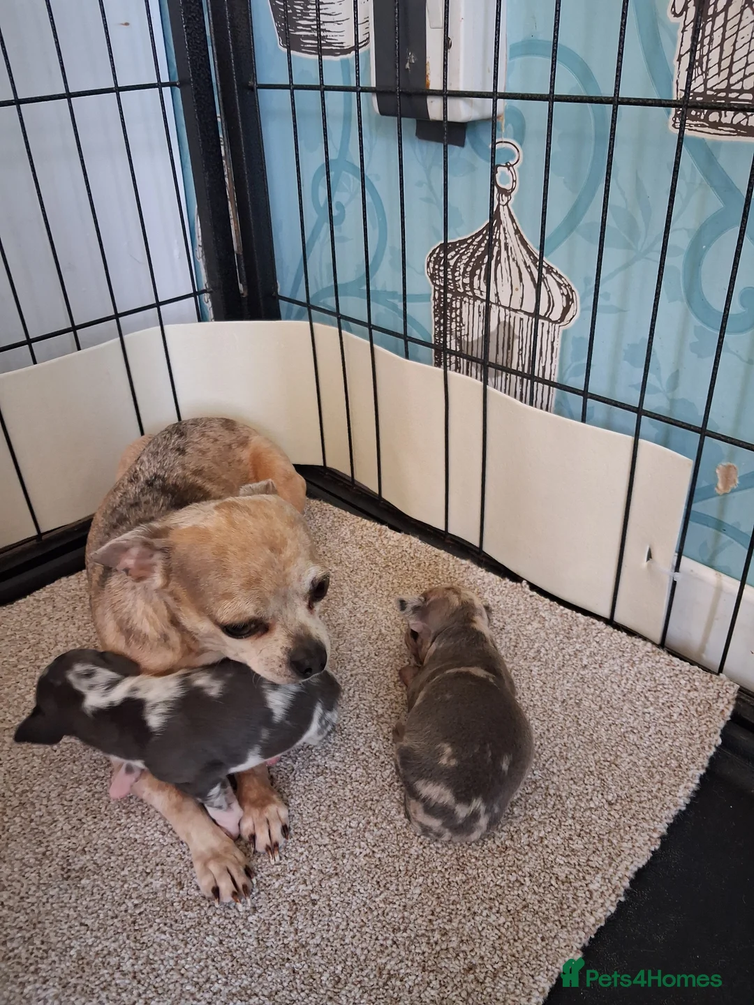 Chihuahua dogs for sale: 2 beautiful chihuahua merle girls - Advert 2