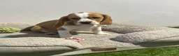 Beagle dogs for sale: Male tan and white beagle  - Advert 4