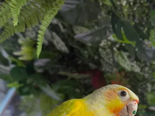 Conures birds Hand reared Green cheek conure - Advert 1