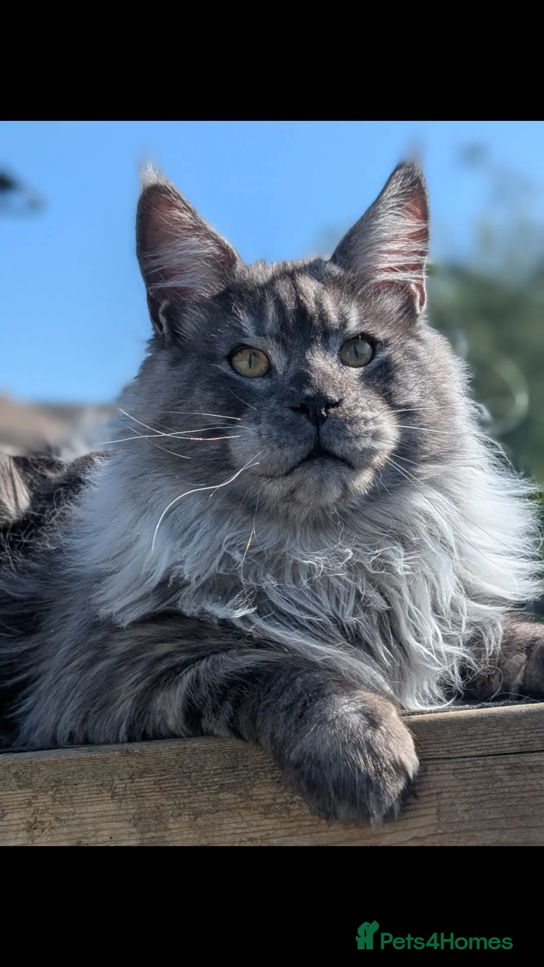 Maine Coon cats for sale: Maine coon kittens, Tica registered  - Image 37