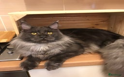 Maine Coon cats for stud: Stud Gccf duel Tica active blue smoke  in Grantham - Image 6