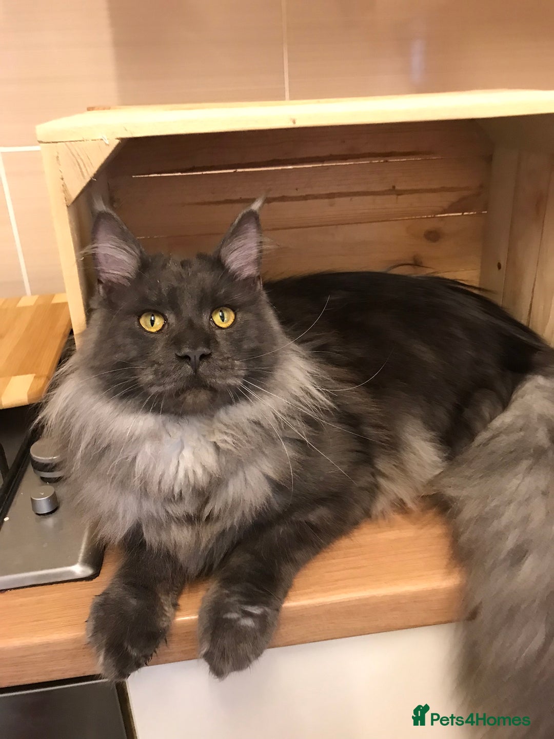 Maine Coon cats for stud: Stud Gccf duel Tica active blue smoke  in Grantham - Image 6