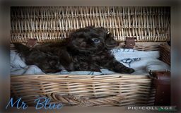 Shih Tzu dogs for sale: Stunning KC chocolate imperial Shihtzu puppies - Image 3