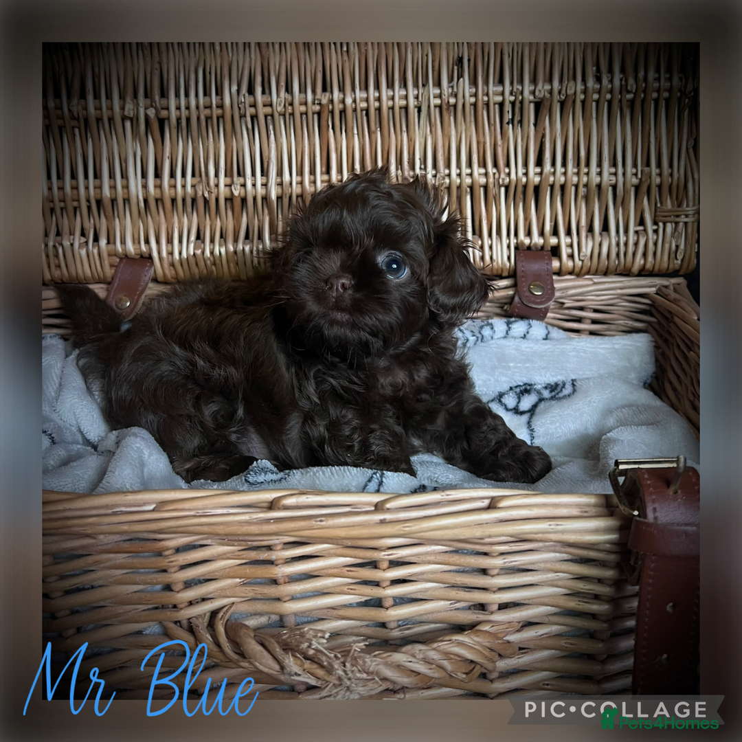 Shih Tzu dogs for sale: Stunning KC chocolate imperial Shihtzu puppies - Image 3