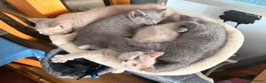 British Shorthair 5