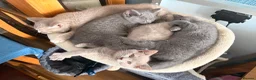British Shorthair cats for sale: Gorgeous British Shorthair kittens ready to leave. - Advert 16