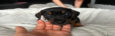 Mixed Breed 7