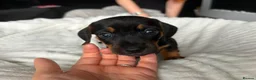 Mixed Breed dogs for sale: Miniature Dachshund cross puppies  - Advert 4