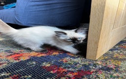 Ragdoll cats for sale: 10 weeks old Ragdoll kitten £400 - Image 2