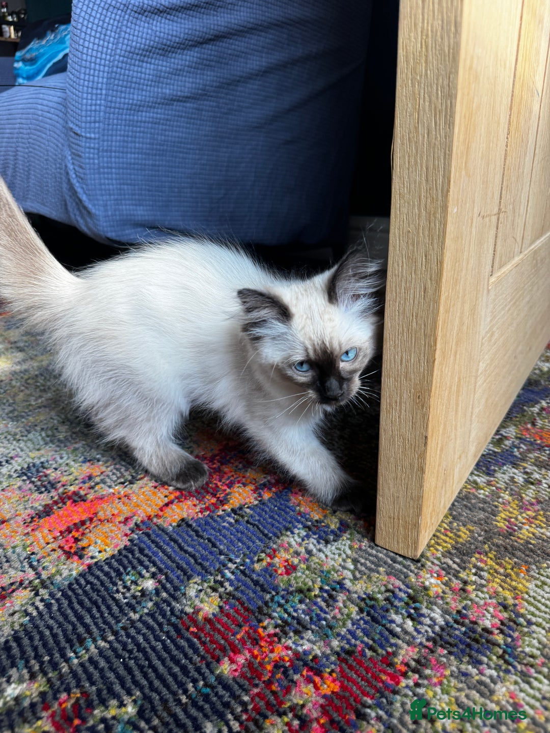Ragdoll cats for sale: 10 weeks old Ragdoll kitten £400 - Image 2