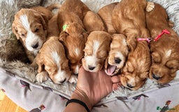 Cocker Spaniel dogs for sale: Healthy Cocker Spaniel puppies Working type  - Image 2