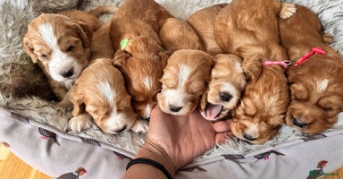 Cocker Spaniel dogs - Advert 6