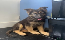 German Shepherd dogs for sale: German shepherd pups silver sable black/tan black  - Image 15