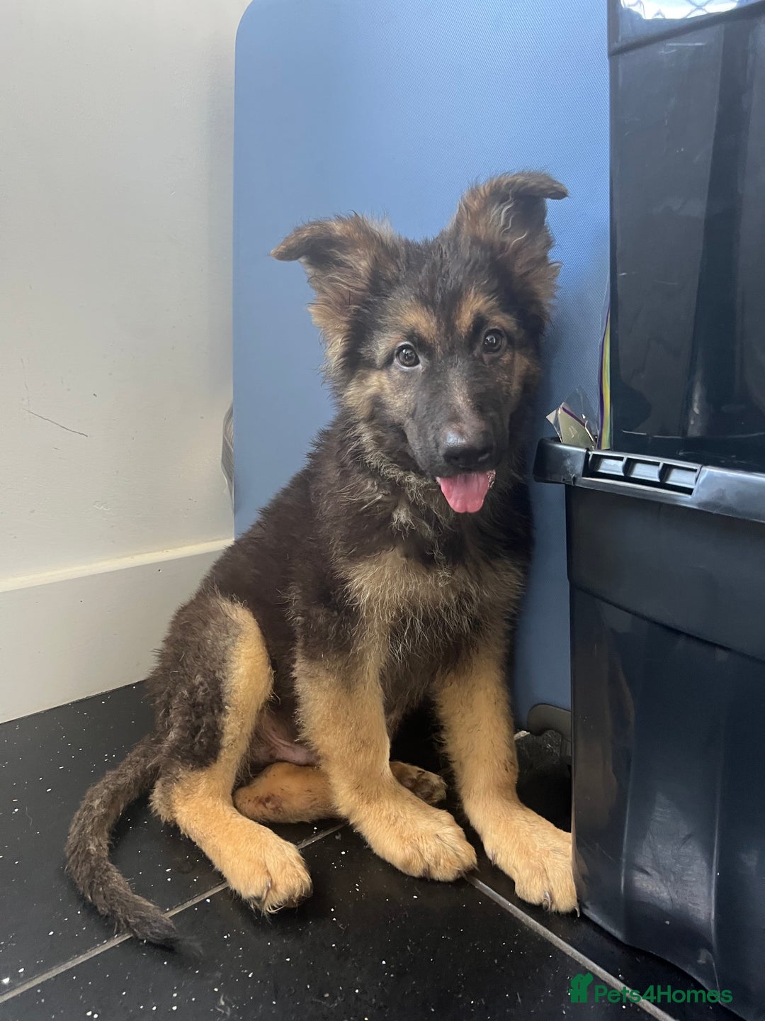 German Shepherd dogs for sale: German shepherd pups silver sable black/tan black  - Image 15