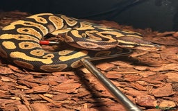 Python Snake reptiles for sale: Royal ball python - Image 2