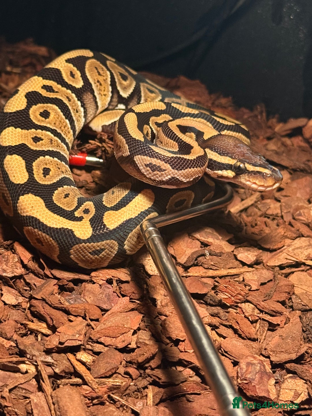 Python Snake reptiles for sale: Royal ball python - Image 2