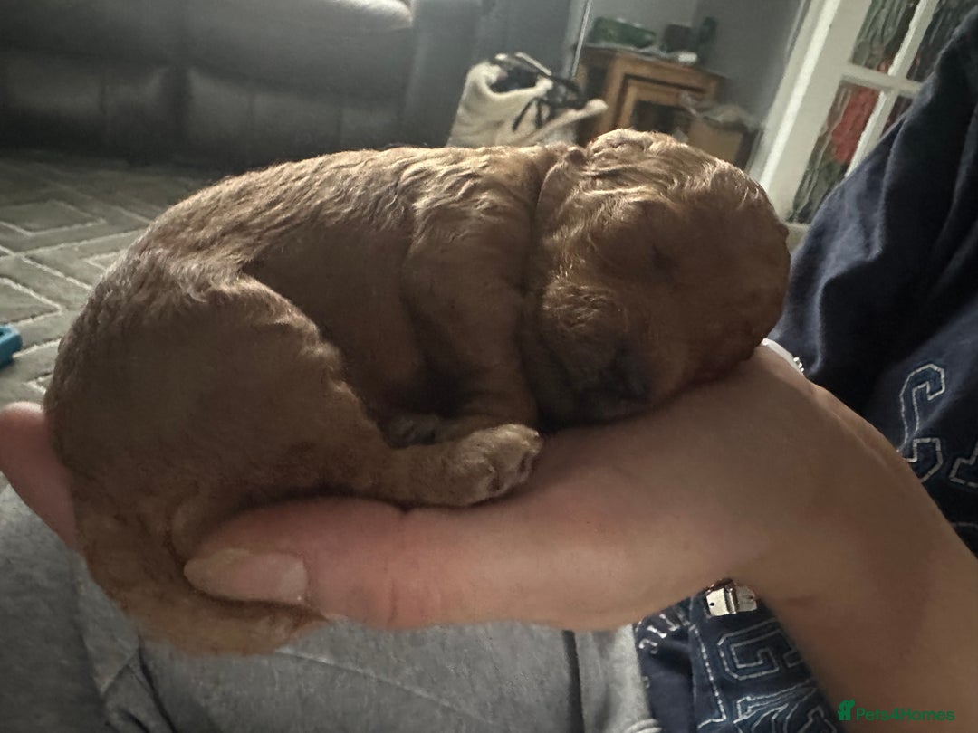 Toy Poodle dogs for sale: KC Registered Toy Poodle puppies - Image 8
