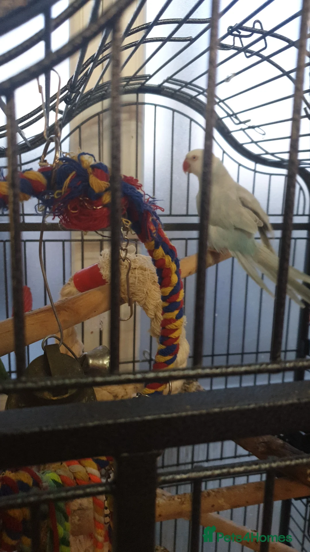 Parakeets birds for sale: Parakeets for sale  - Advert 2