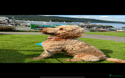 Goldendoodle dogs for stud: Goldendoodle for stud  - Image 1