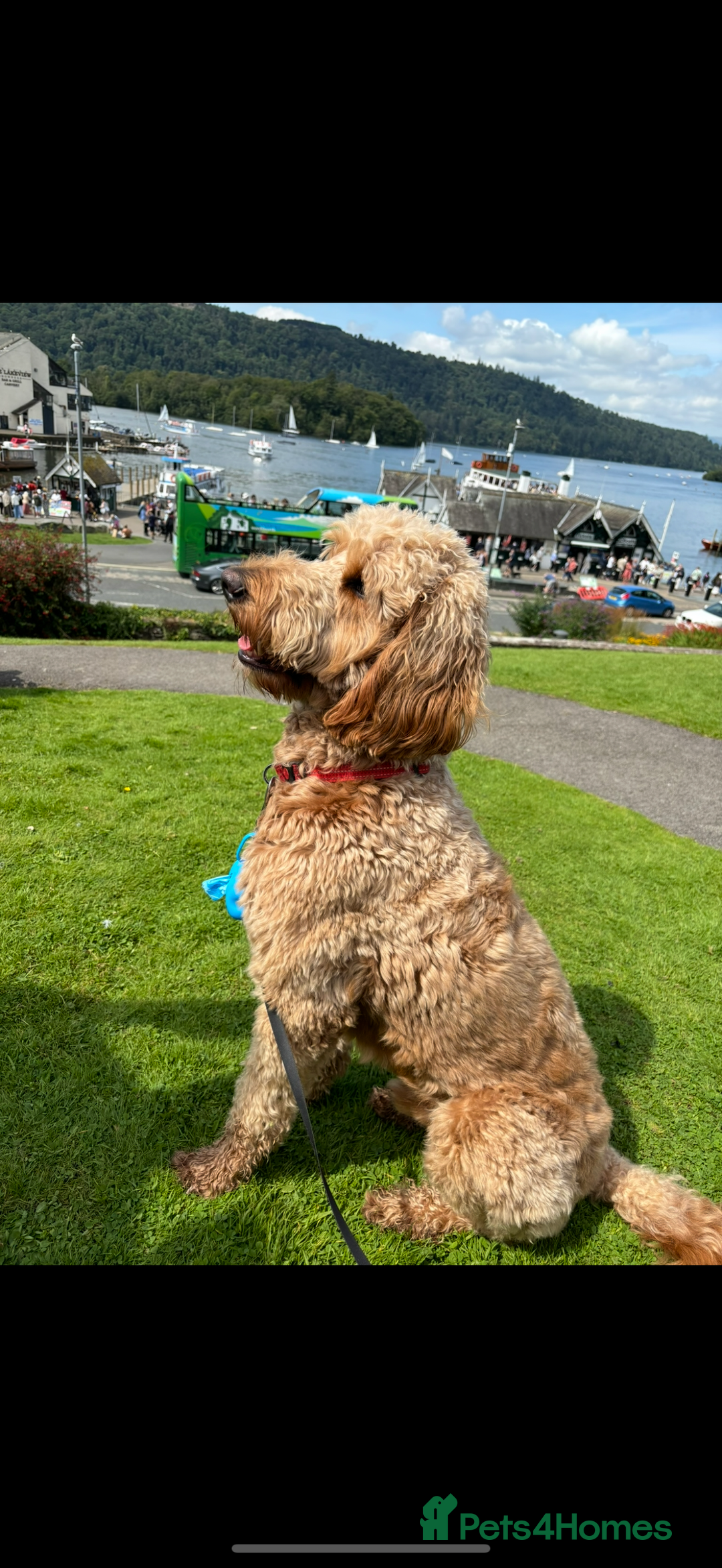 Goldendoodle dogs for stud: Goldendoodle for stud  - Image 1