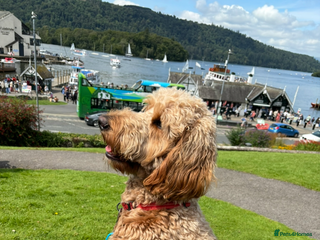 Goldendoodle dogs - Advert 15