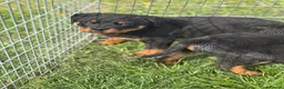 Rottweiler dogs for sale: Rottweiler puppies in Tenterden - Advert 3