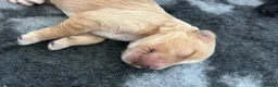 Cockapoo dogs for sale: Cockapoo puppies for sale  in Littlehampton - Advert 15