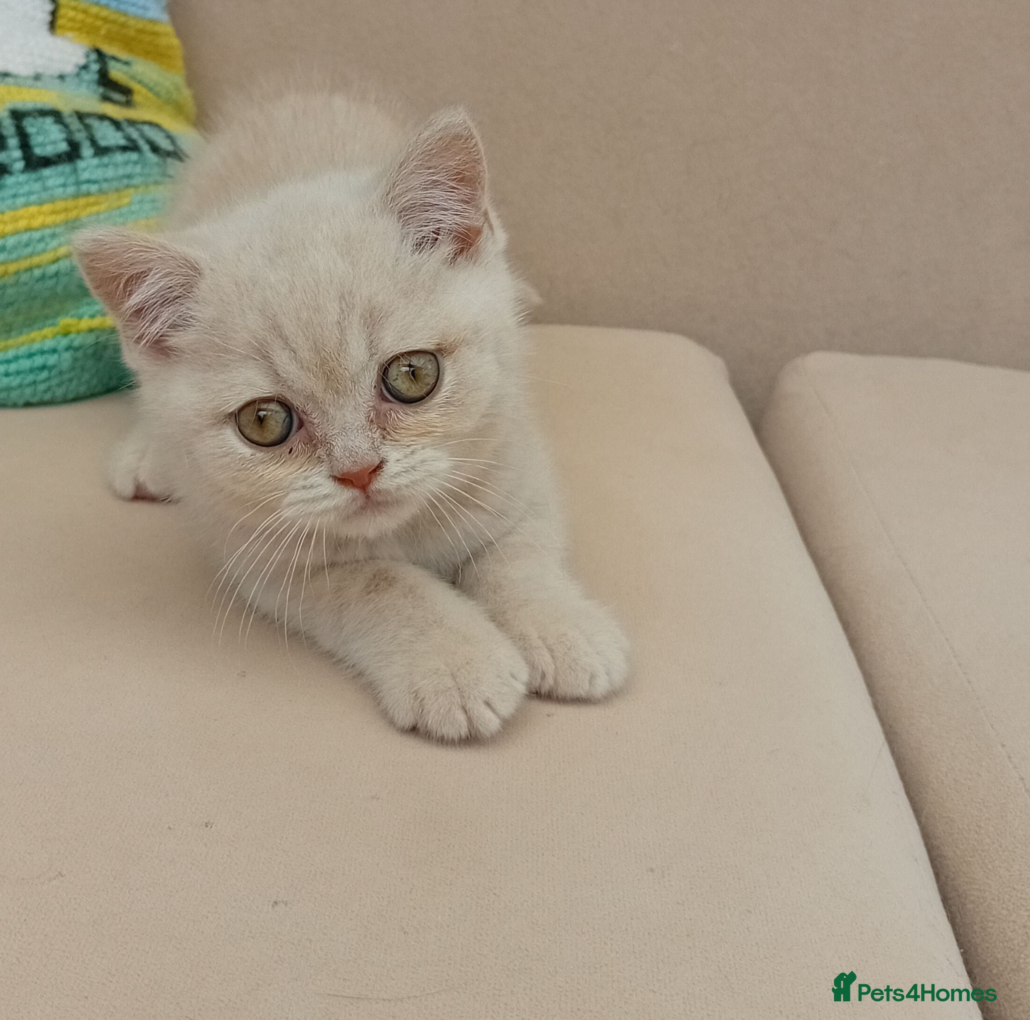 British Shorthair cats Gorgeous British short-hair kittens  - Advert 3