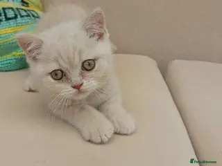 British Shorthair cats Gorgeous British short-hair kittens - Advert 3